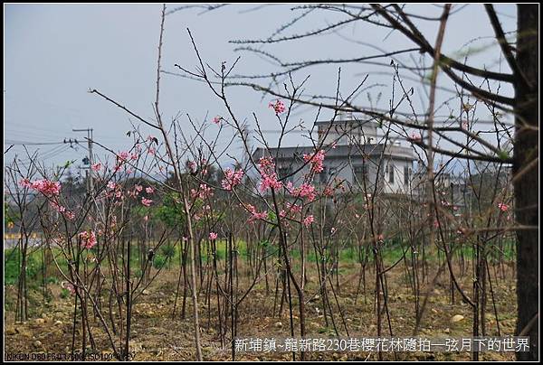 新埔鎮~龍新路230巷櫻花林隨拍_15