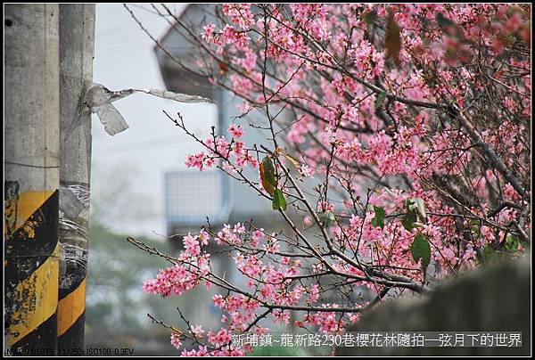 新埔鎮~龍新路230巷櫻花林隨拍_22