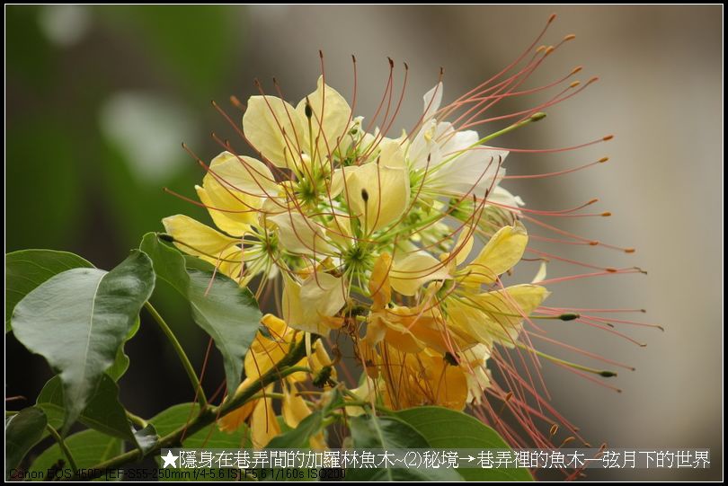 ★隱身在巷弄間的加羅林魚木~(2)秘境─巷弄裡的魚木_08