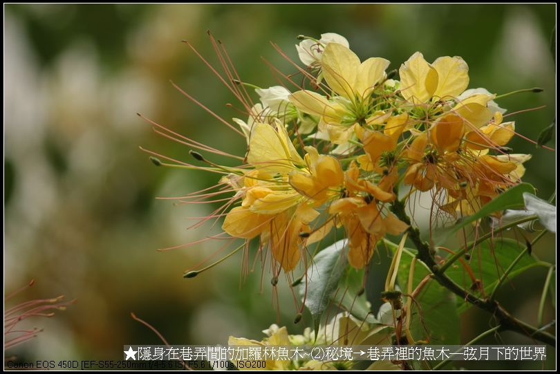 ★隱身在巷弄間的加羅林魚木~(2)秘境─巷弄裡的魚木_15