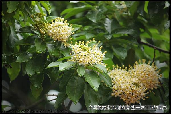 台灣梭羅木(台灣特有種)_06