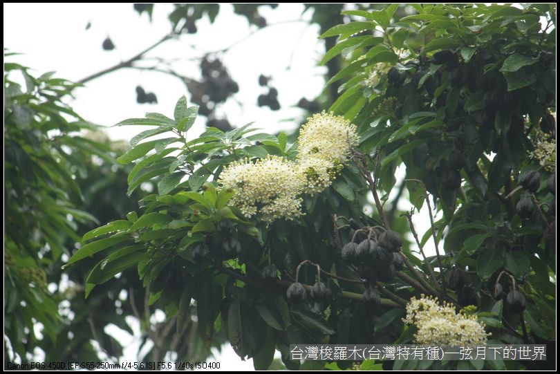 台灣梭羅木(台灣特有種)_18