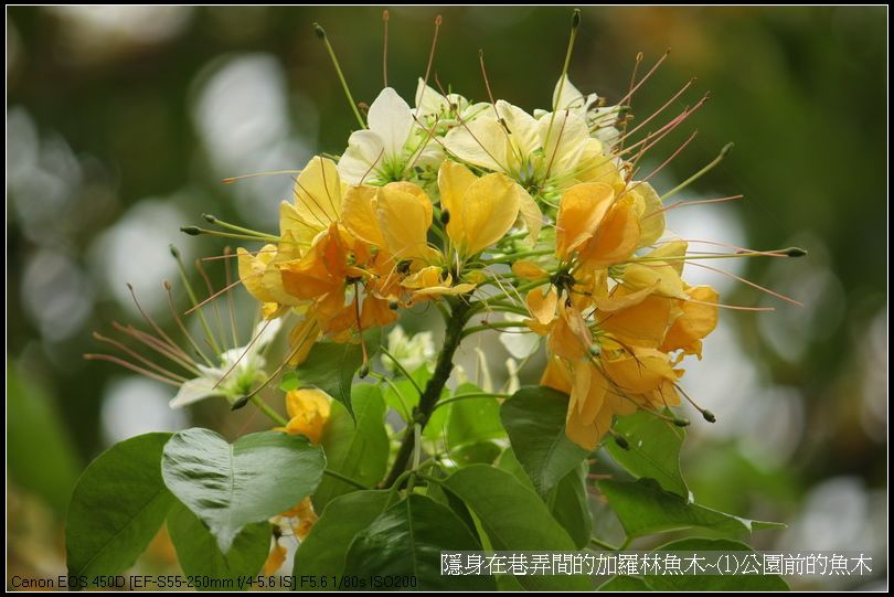 隱身在巷弄間的加羅林魚木~(1)公園前的魚木_03