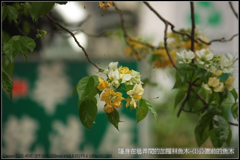 隱身在巷弄間的加羅林魚木~(1)公園前的魚木_05