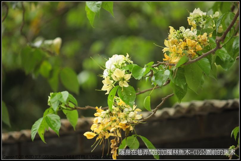 隱身在巷弄間的加羅林魚木~(1)公園前的魚木_11