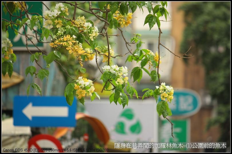 隱身在巷弄間的加羅林魚木~(1)公園前的魚木_17