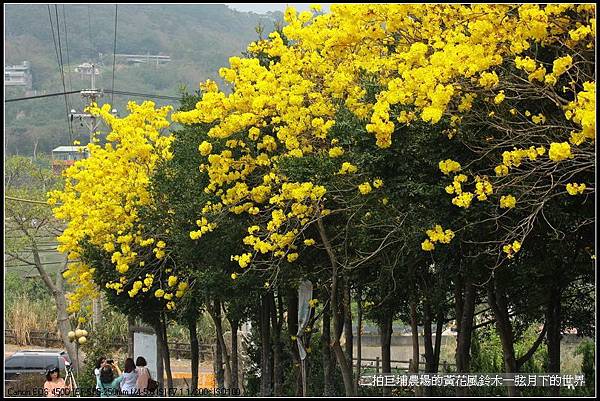 2015二拍巨埔農場黃花風鈴木_01.jpg