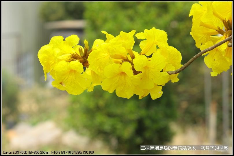 2015二拍巨埔農場黃花風鈴木_25.jpg