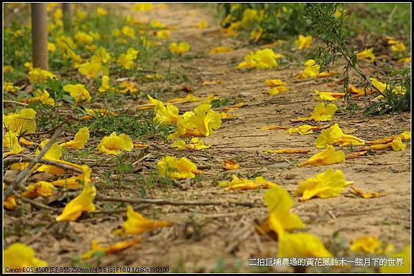 2015二拍巨埔農場黃花風鈴木_29.jpg