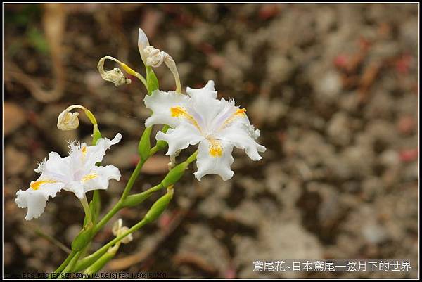 日本鳶尾花_2.jpg