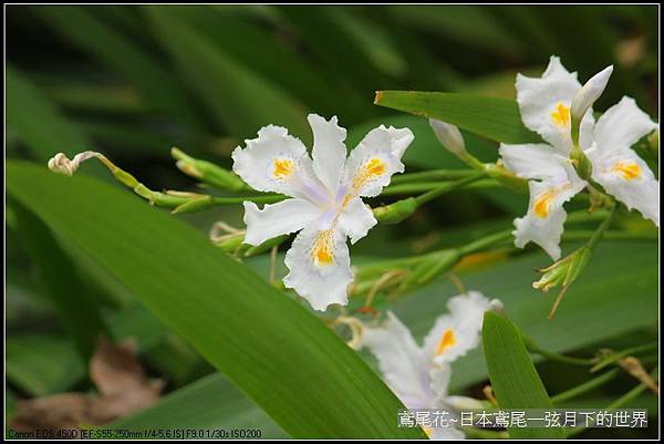 日本鳶尾花_5.jpg