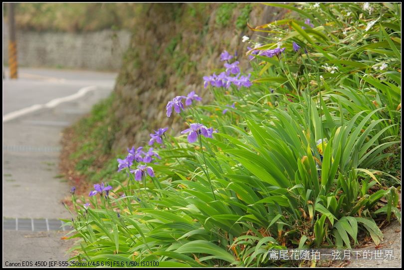 鳶尾花一紫色鳶尾花_01.jpg