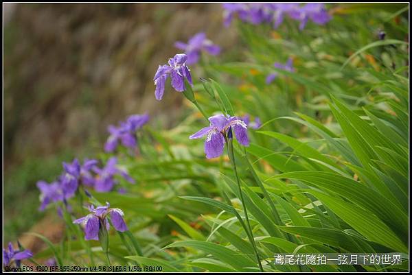 鳶尾花一紫色鳶尾花_02.jpg