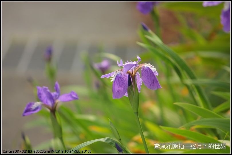 鳶尾花一紫色鳶尾花_04.jpg