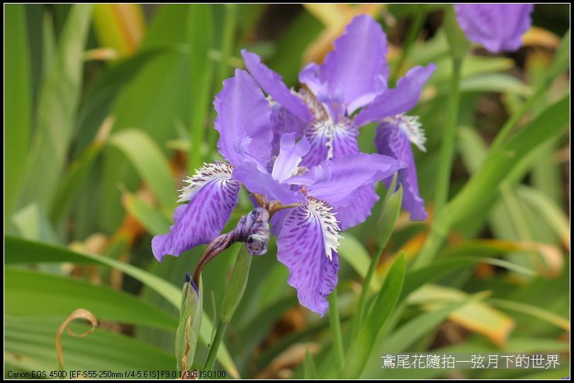 鳶尾花一紫色鳶尾花_06.jpg