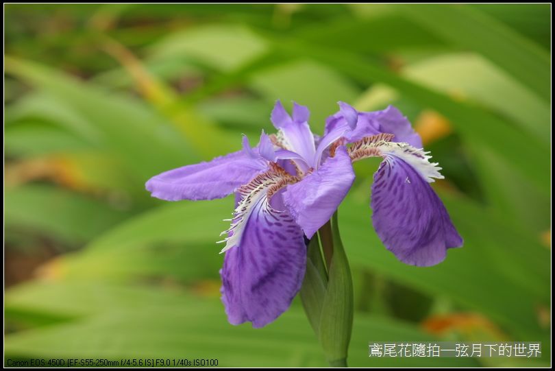 鳶尾花一紫色鳶尾花_07.jpg