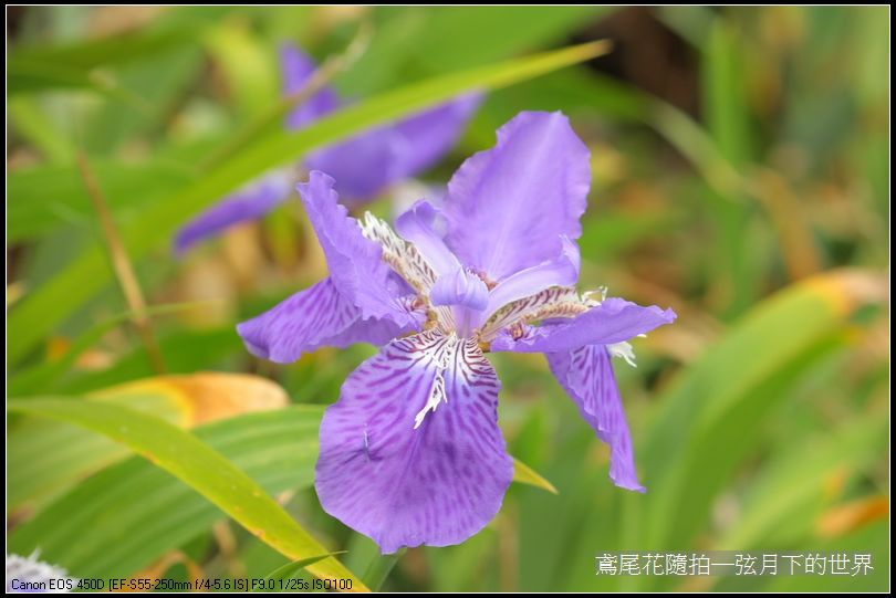 鳶尾花一紫色鳶尾花_08.jpg