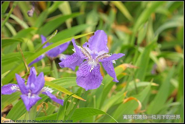 鳶尾花一紫色鳶尾花_11.jpg