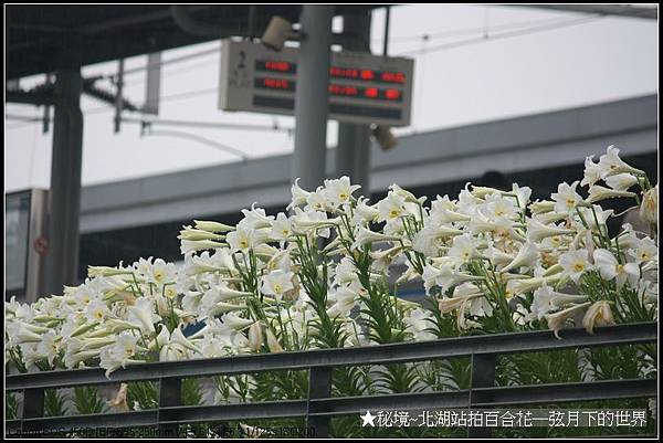 秘境~火車站裡的春天→北湖站拍百合花_09.jpg