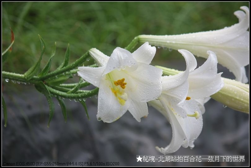 秘境~火車站裡的春天→北湖站拍百合花_07.jpg