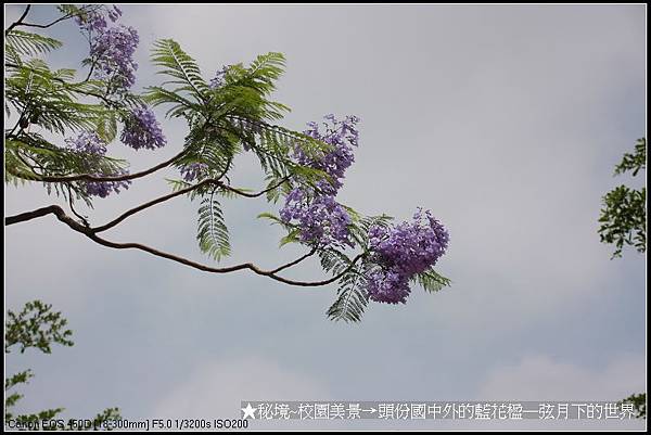 秘境~校園美景~頭份國中拍藍花楹_07