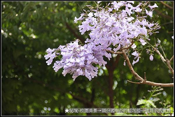 秘境~校園美景~頭份國中拍藍花楹_13