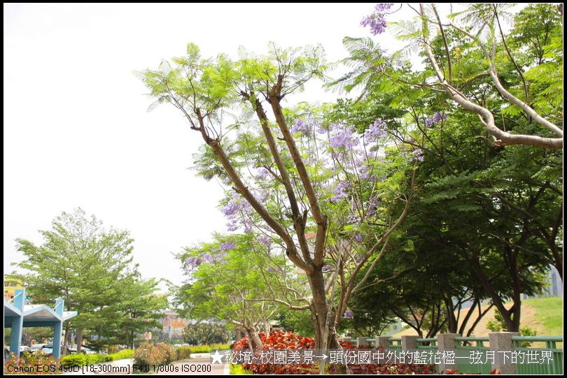 秘境~校園美景~頭份國中拍藍花楹_14