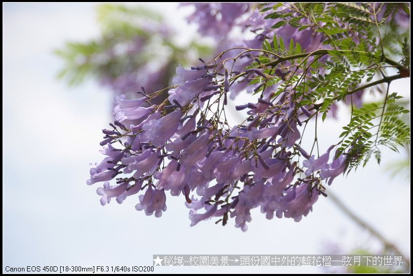 秘境~校園美景~頭份國中拍藍花楹_24