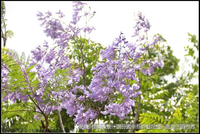 秘境~校園美景~頭份國中拍藍花楹_25