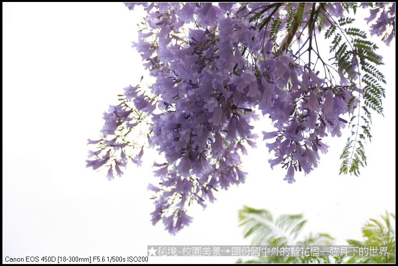 秘境~校園美景~頭份國中拍藍花楹_36