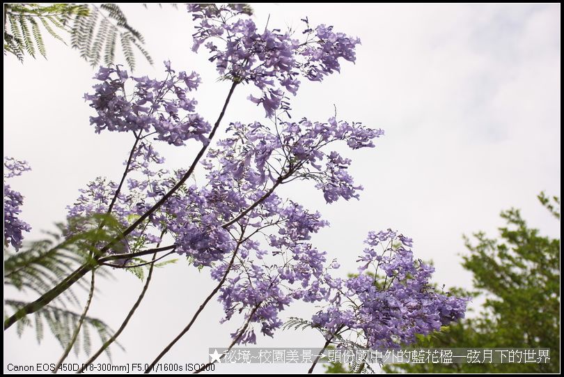 秘境~校園美景~頭份國中拍藍花楹_42