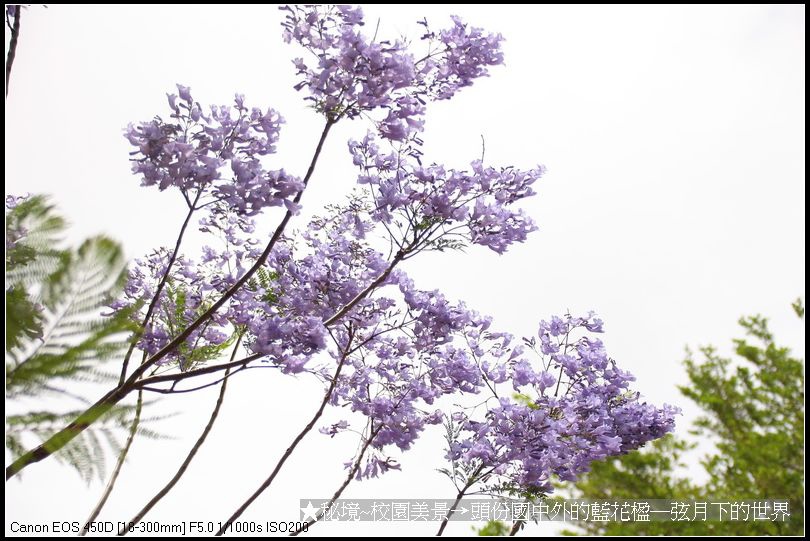 秘境~校園美景~頭份國中拍藍花楹_43