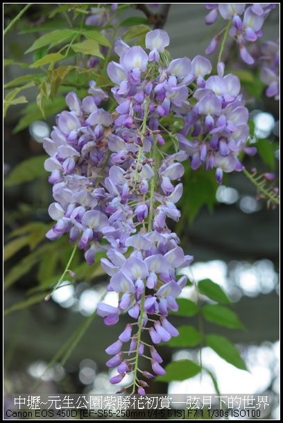 中壢元生公園紫藤花初賞_04.jpg