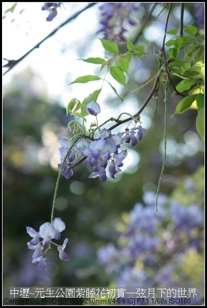 中壢元生公園紫藤花初賞_06.jpg