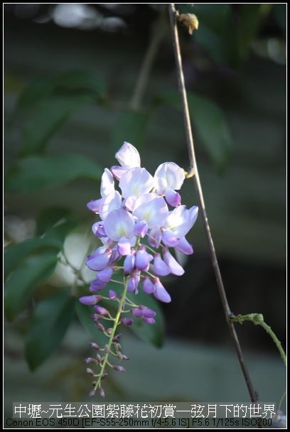 中壢元生公園紫藤花初賞_08.jpg