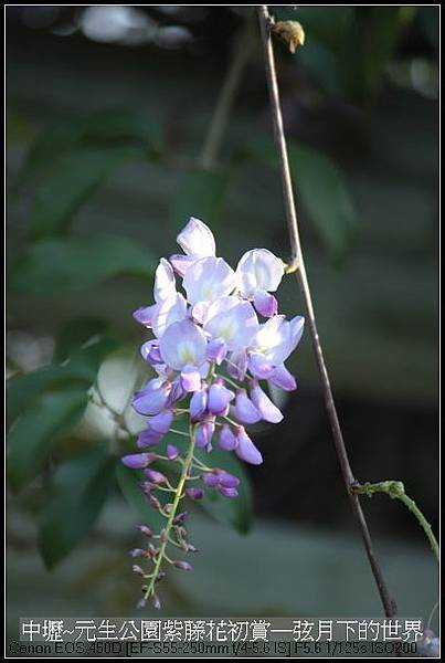 中壢元生公園紫藤花初賞_08.jpg