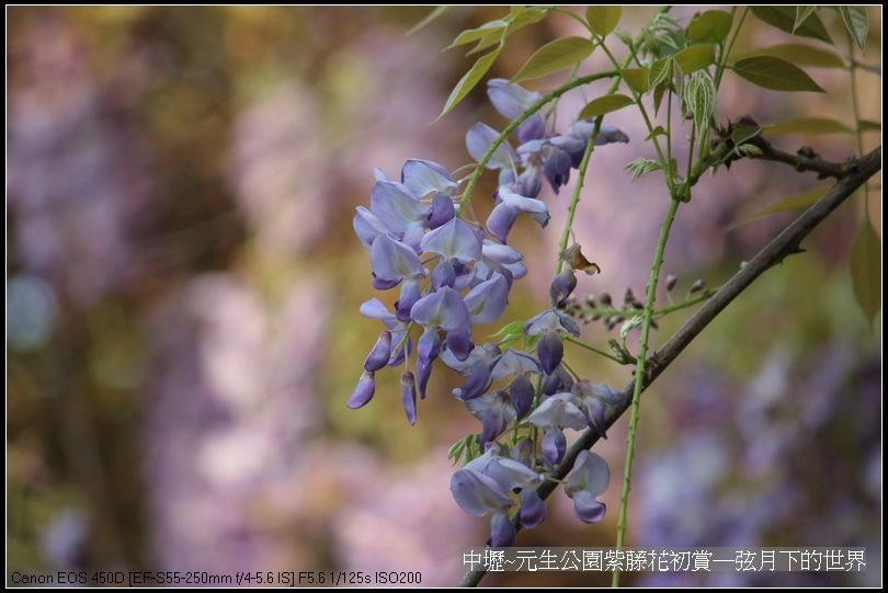 中壢元生公園紫藤花初賞_09.jpg