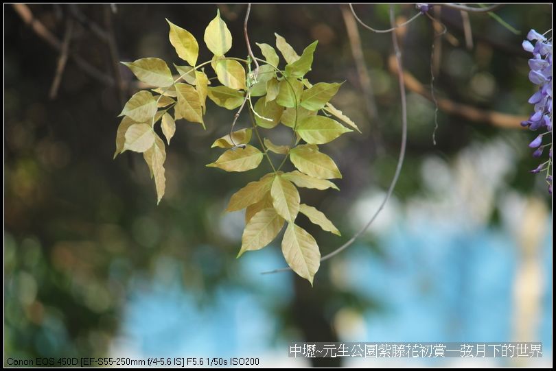 中壢元生公園紫藤花初賞_19.jpg