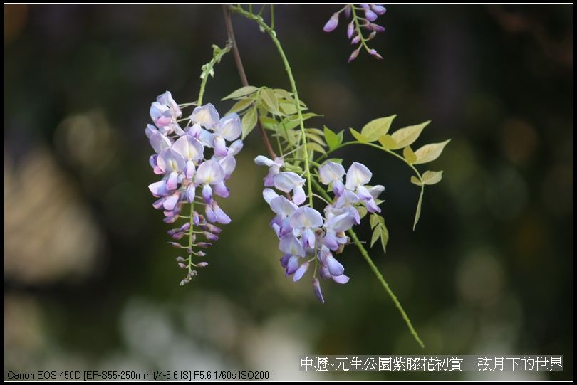 中壢元生公園紫藤花初賞_23.jpg