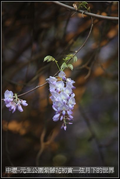 中壢元生公園紫藤花初賞_28.jpg