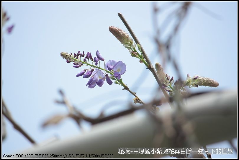 秘境~中原國小紫藤花與白藤_10.jpg