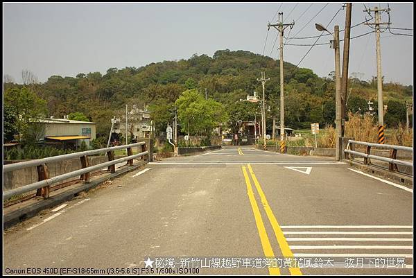 秘境-新竹山線越野車道旁的黃花風鈴木_03.jpg