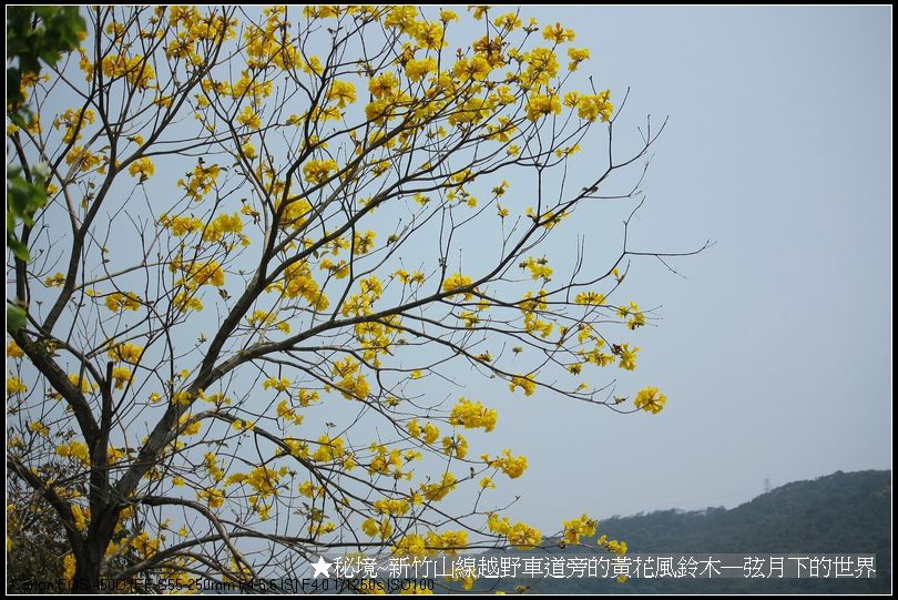 秘境-新竹山線越野車道旁的黃花風鈴木_21.jpg