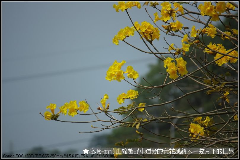 秘境-新竹山線越野車道旁的黃花風鈴木_25.jpg