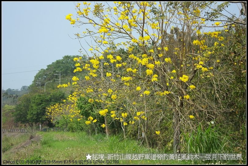 秘境-新竹山線越野車道旁的黃花風鈴木_29.jpg