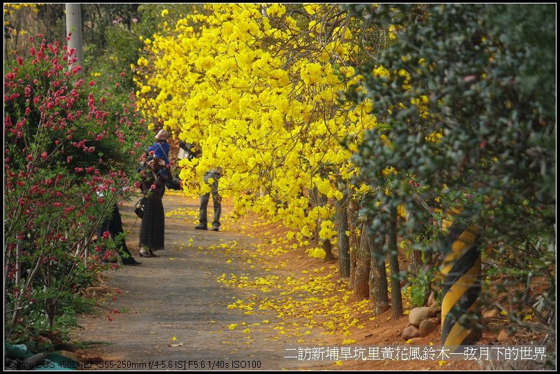 二訪新埔旱境里黃花風鈴木_02.jpg