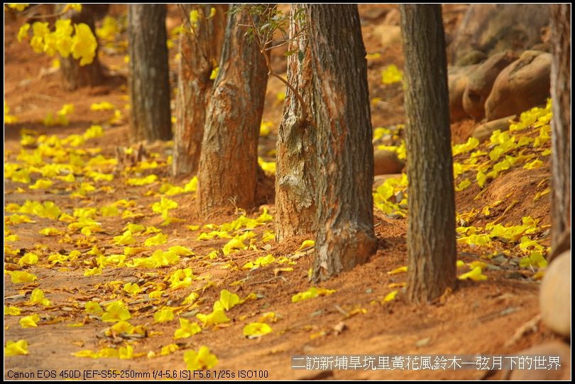 二訪新埔旱境里黃花風鈴木_04.jpg