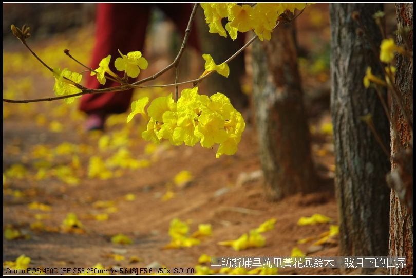 二訪新埔旱境里黃花風鈴木_09.jpg