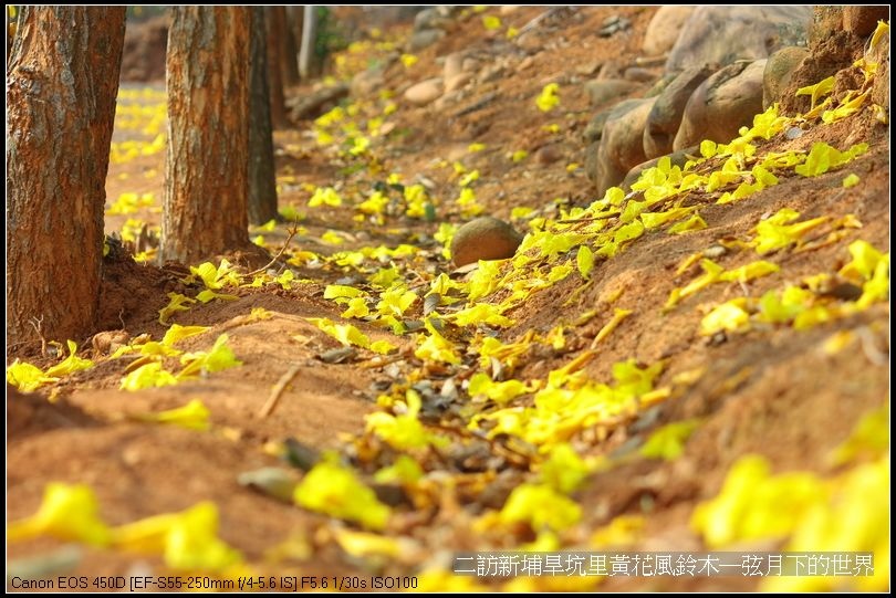 二訪新埔旱境里黃花風鈴木_13.jpg