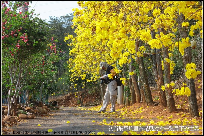 二訪新埔旱境里黃花風鈴木_20.jpg